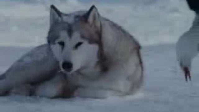 Клип про любовь и преданность. Не людей. Животных смотреть онлайн