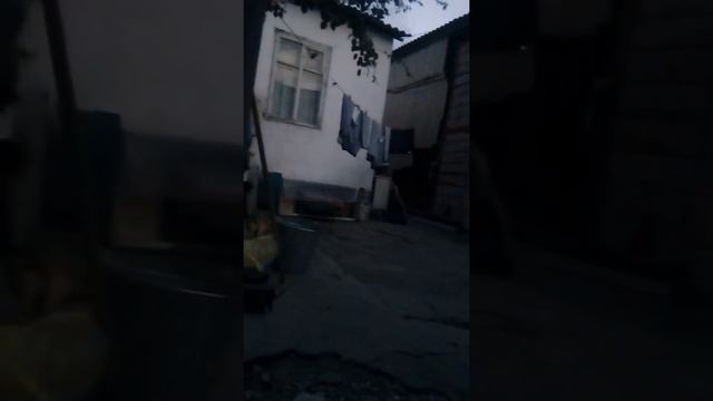 Жабайы бөдене. Дикая перепелка смотреть онлайн