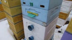 зимовка на воле в двух корпусах, в январе делаю больше вентиляцию , если вижу активных пчел в летка