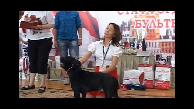 Национальная выставка стаффордширских бультерьеров 8.06.13, г Новосибирск смотреть онлайн
