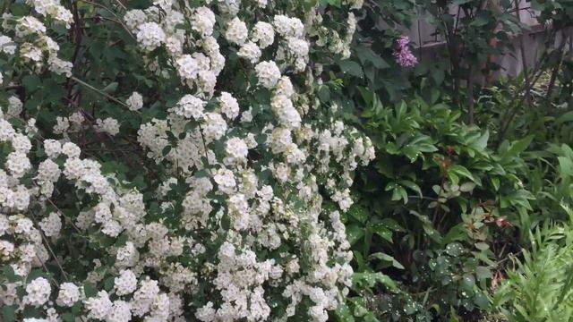 Спирея Вангутта. Как невеста в белом смотреть онлайн