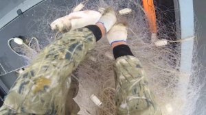 Рыбалка на сети! Лесковая сеть 70мм длина 100 метров.