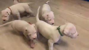 купить щенка аргентинского дога / питомник "Небесная Лига", Москва