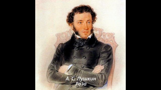 41 Роза смотреть онлайн