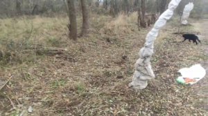 Готовим сад к ЗИМЕ ! Как укрыть деревья на зиму ! Обрезка и утепление малины.