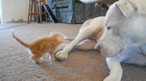 котенок и питбуль