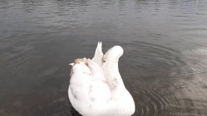 Swans in Kensington Gardens/Лебеди в Кенсингтонских садах