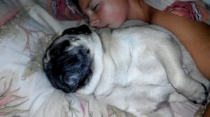 Мопс жутко храпит ))))) Ржач , прикол !!!