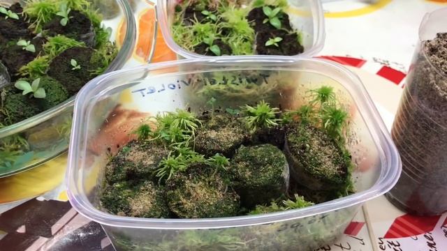 ? Эустома ?через месяц с небольшим после посева?Обзор моих цветущих растений ?