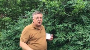 Андрей Туманов О жимолости