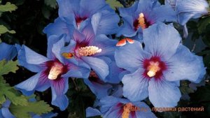 Гибискус сирийский Озиау Блу (hibiscus syriacus) ? обзор: как сажать, саженцы гибискуса Озиау Блу