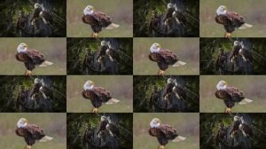 Eagle HD Wallpaper | Eagle HD Photos | Eagle HD Wallpaper Images