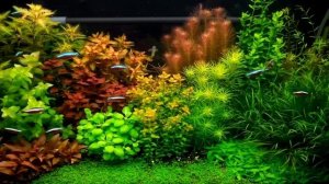 Голландский аквариум - возможно, самый красивый растительный аквариум