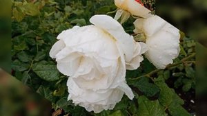 Песня Таня нежная и чудесные розы природа поёт Коновалов Евгений