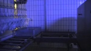 Приемка птицы (бройлера) цеха убоя