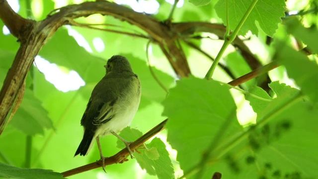 Расслабляющая музыка, исцеляющая от стресса, беспокойства и депрессивных состояний, исцеляет разум смотреть онлайн