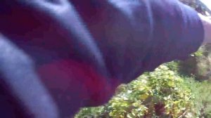 Пахать или нет землю перед посадкой картошки