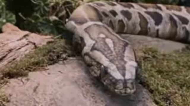 Легендарный Пиратский Перевод Гарри Поттера (Завтрак и зоопарк) смотреть онлайн