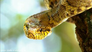 #1 Змея snake, serpent, viper (змейка, змий, гадюка)