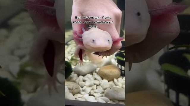 Аксолотль ? смотреть онлайн