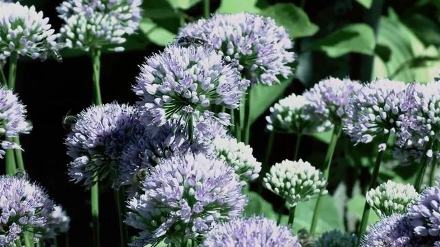 [CFS]-Valley Sunset-Meditation, Nature & Motivational Beyond dreams Royalty Free Music-premium beat смотреть онлайн