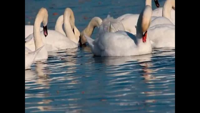 Татьянин день: зимняя песня любви смотреть онлайн