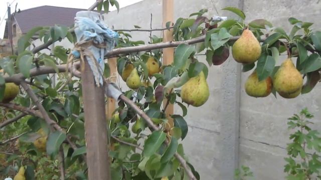 Груша Вильямс Летний, груша Бере Боск. смотреть онлайн