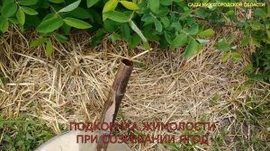 Подкормка жимолости.Подкормка жимолости весной