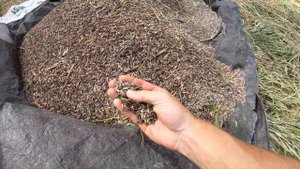 Как собирают Рис в Азии. Бали Убуд Индонезия - Красивейшие Рисовые поля. Местные жители собирают ри