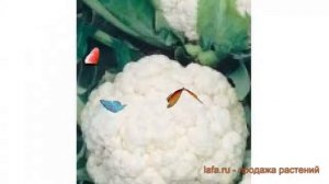 Капуста цветная Альфа (alfa alfa) ? цветная капуста Альфа обзор: как сажать, семена капусты Альфа