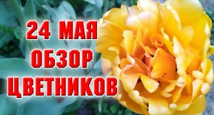 24 мая 2022 г. Обзор цветников