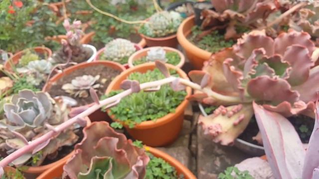 Echeveria Híbrida rulosa con carúnculas: inflorescencia/floracion/flores смотреть онлайн