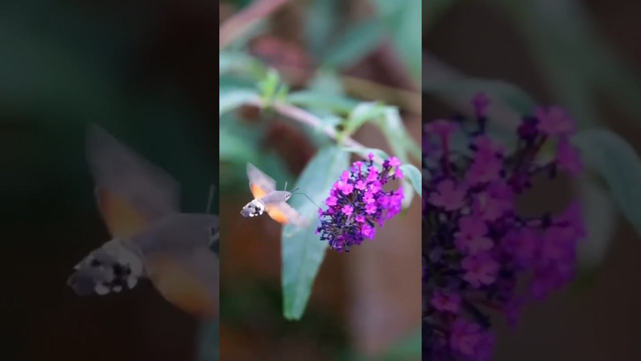Это бабочка Бражник, которую многие неосведомленные люди принимают за колибри.