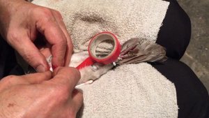 #Pigeon.Совет от Гагика. Как лечить перелом ноги у голубей!