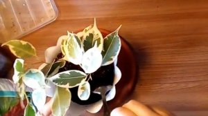 Фикус Бенджамина.Сорт Старлайт.Размножение и посадка.