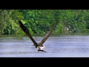 Орлан-белохвост (Haliaeetus albicilla) - White-tailed eagle