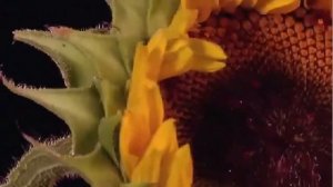 Видео распускающихся цветов. Распускающиеся цветы.