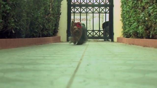 Pharrell Williams - Happy- Limassol Cyprus - # HAPPYDAY смотреть онлайн