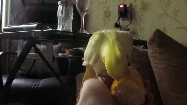 Птенец кореллы очень любит кукурузу) смотреть онлайн