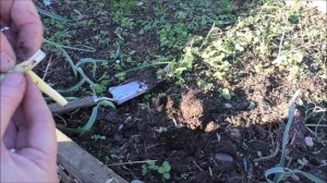 Jane's Allotment October 28th 2018