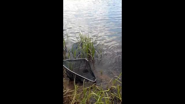 сома на джиг-головку смотреть онлайн