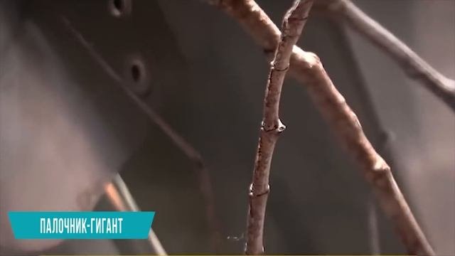 Аномально Большие Животные, от Которых Мурашки по Коже! Топ 10