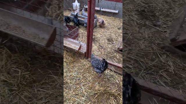 Пушкинская порода. Курочкам 5 месяцев. смотреть онлайн