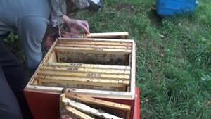 Подготовка пчёл к зиме.