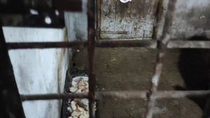 Дикий кабан забежал в дом