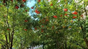 рябиновая аллея