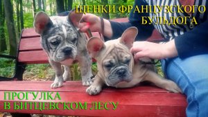 Щенки французского бульдога на прогулке в Битцевском лесу.