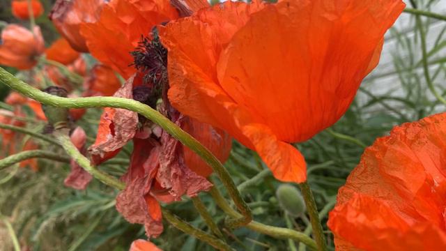 60 Second Calming Flower Effect смотреть онлайн