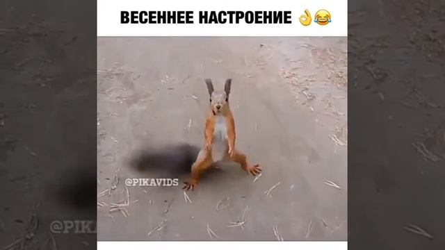 Белка виляет хвостом смотреть онлайн