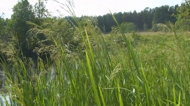 А я хочу а я хочу опять по крышам бегать голубей гонять. смотреть онлайн